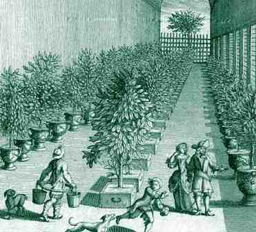 Orangery interior, c. 1700 