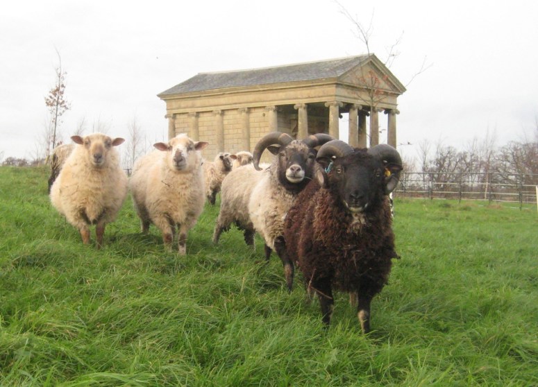 Said wildlife! - The Mill Wood Mowers. Sheep and rams courtesy of Conor Doherty who is the resident shepherd at Halswell. 