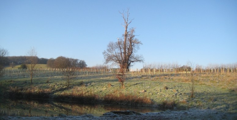 Thousands of the new trees planted beneath one of the few surviving old trees, a horse chestnut of c.1660.