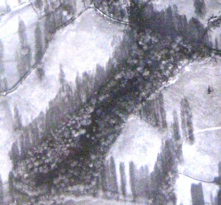 Mill Wood in 1944; fully populated with mature trees as intended. 