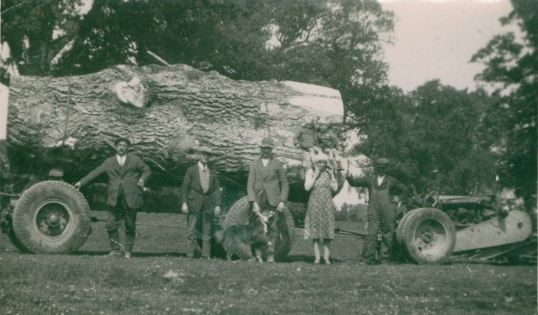 A portion of an ancient tree being carted away after the clear-felling of Mill Wood. In post-war Britain, after the break-up of the estate in 1950, the timber was by far the most valuable asset of the estate, the sale details record that the trees were sold for many multiples of the value of the house and parkland. 